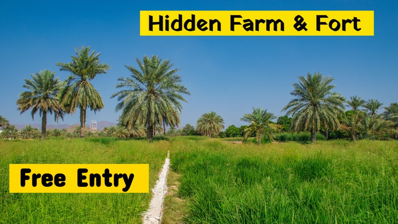 Free Entry To This Hidden Farm & Fort In Ajman YouTube