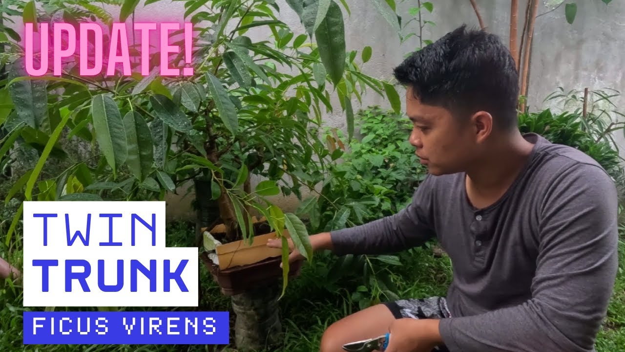 Update sa twin trunk na ficus virens bonsai  Pruning dahil sobrang wild na