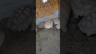 #heatedshed #reptiles #animalshorts #animals #pettuber #sulcatatortoise #tortoise #sulcata
