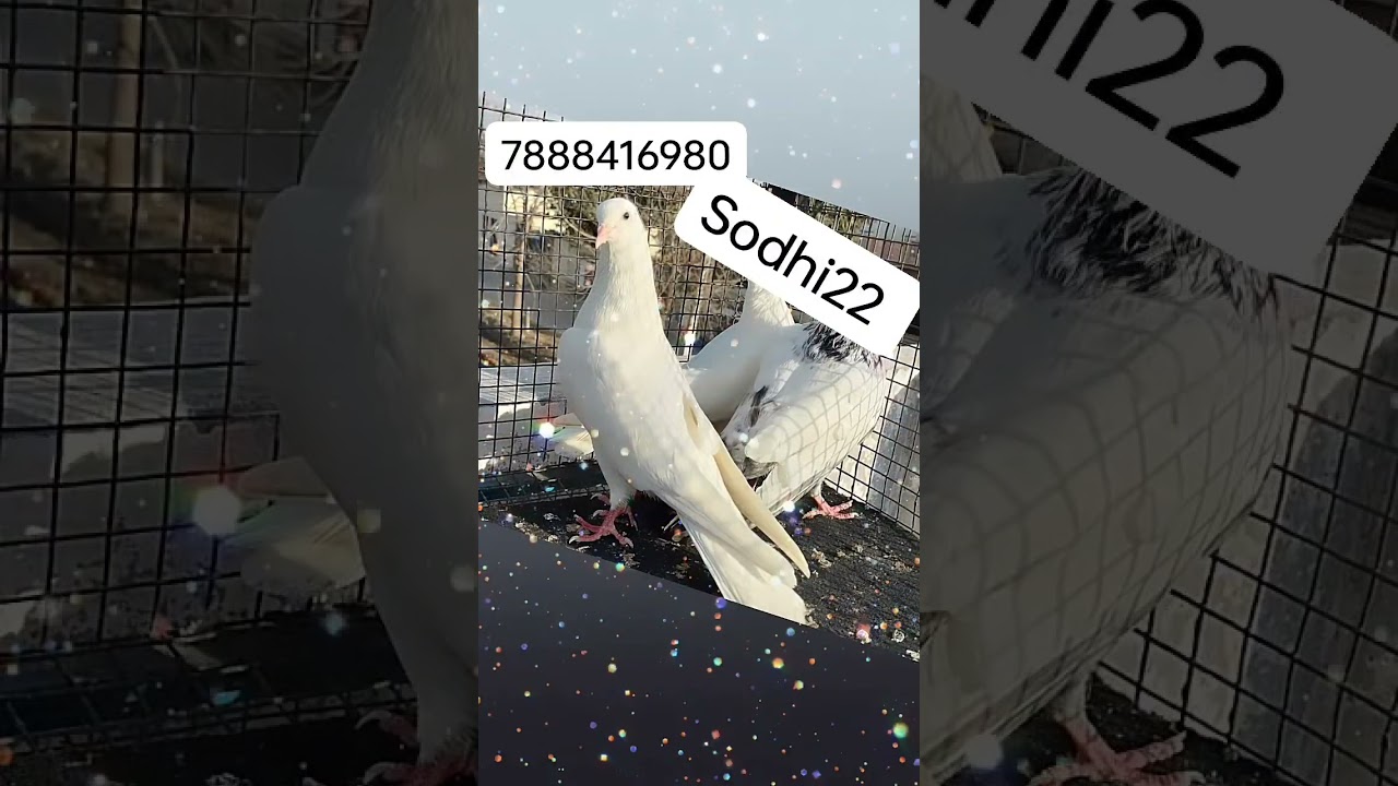 Moga sale kabutar 💪🔥 sodhi 22 Moga Punjab 🙏 please channel like subscribe share 🙏