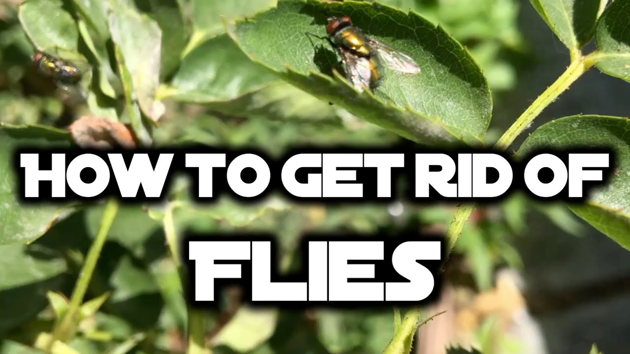 How to get rid of flies YouTube
