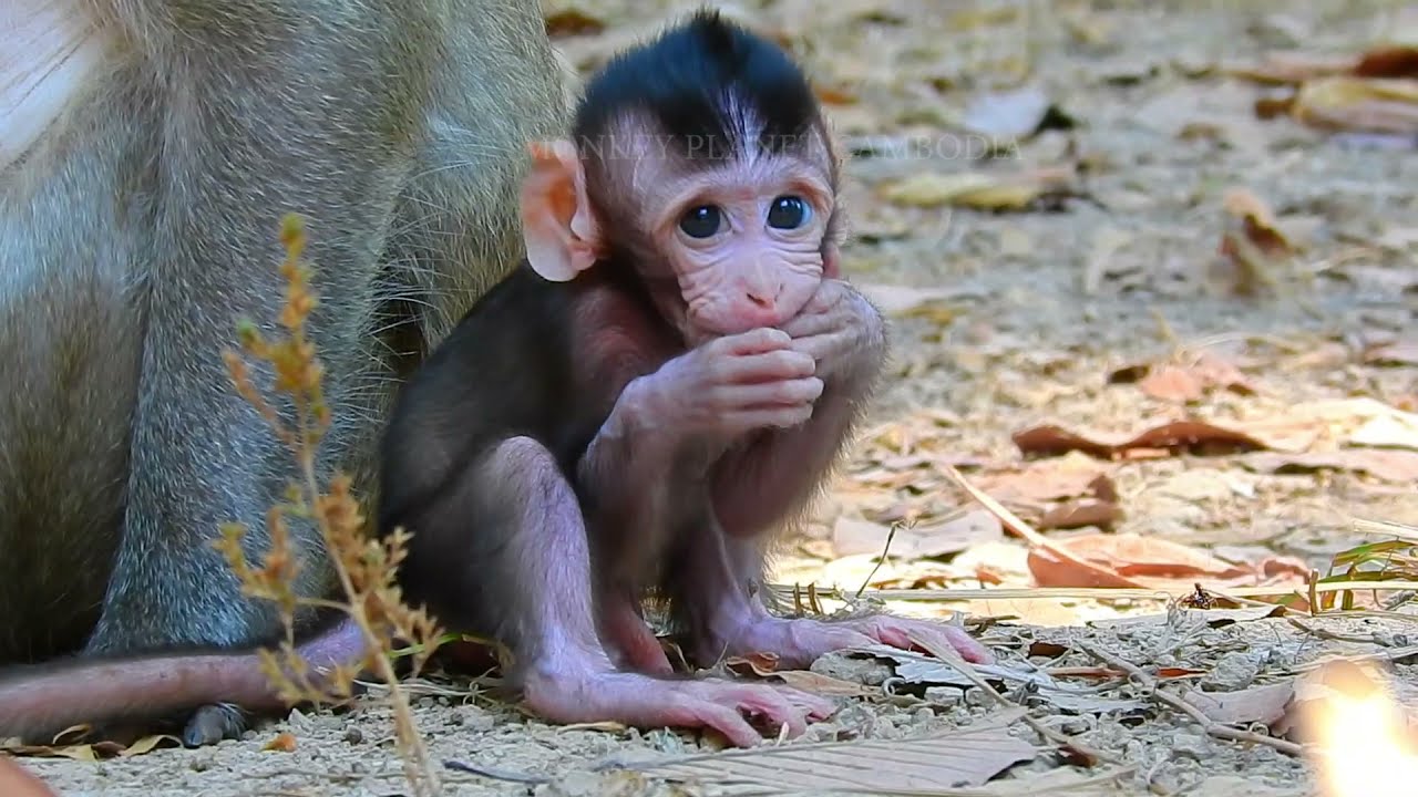 Monkey Jane Jinx and Gladdis in their early day