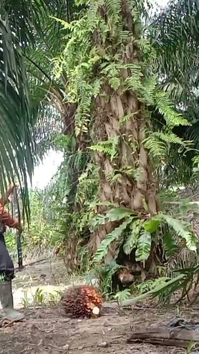 setan gentayangan