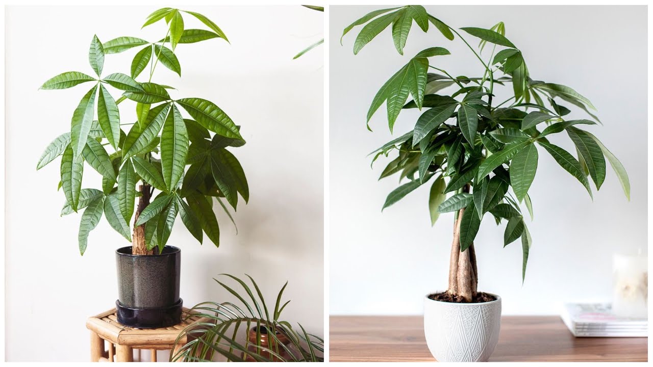 parlor palm cats Parlor Palm (Chamaedorea elegans) main image 1