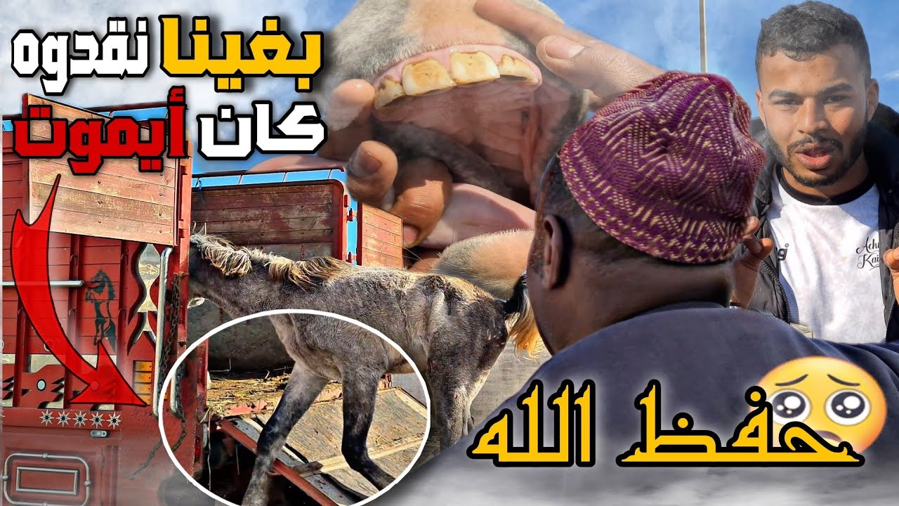 شوفوا كيفاش تعاملنا مع حصان العربي الأصيل لي شريت من سطات وشوفوا جميع خيول أشرف قيصر /إثارة/تشويق...