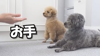 【夫婦喧嘩寸前】芸がない犬にお手を教えた結果がこちら