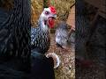 let's talk #eggs on a #rainyday #fresheggs  #eggcollection  #backyardchickens