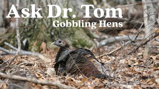 Ask Dr. Tom : Gobbling Hens