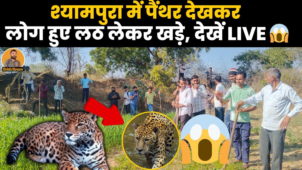 सीकर के श्यामपुरा मे आ गया पैंथर ?पूरा गांव हुआ एक जगह 😱😱