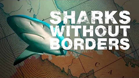 Sharks Without Borders: A Binational Effort to Study and Conserve Threatened Shark Species