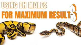 Famous Why you need Double Het Males Net Worth