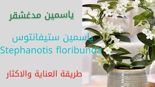 ياسمين مدغشقرMadagascar jasmine/Stephanotis floribunda/ياسمين ستفانتوس/طريقة العناية والاكثار