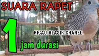 perkutut lokal gacor, pancingan ampuh full durasi suara rapet