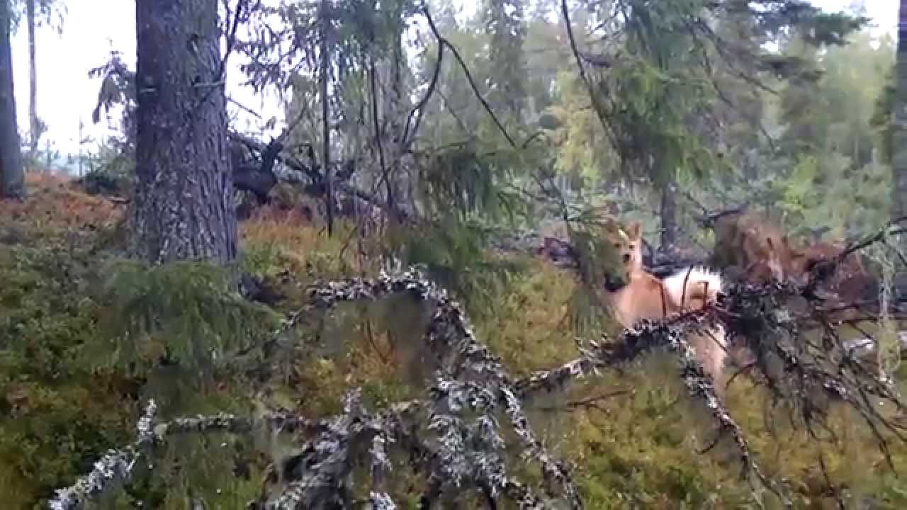 Nuori suomenpystykorva Tiuku haukkuu teertä