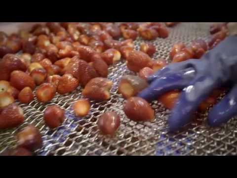 erlenbacher From-Farm-to-Fork video Strawberry in Morocco