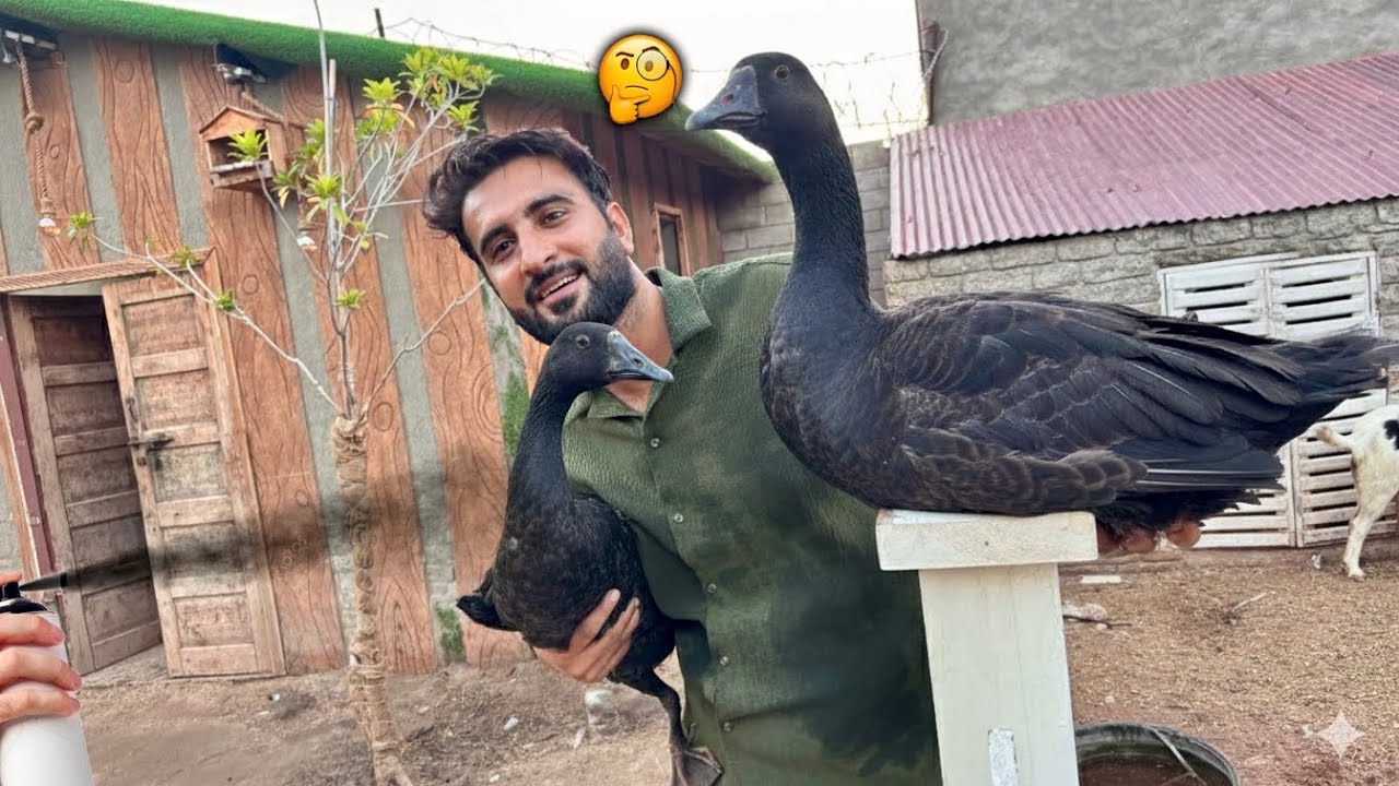 Ducks Ko Kia Bana Dia ?? Ghanda Kar Dia 😩