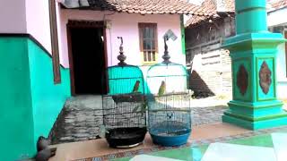 Lovebird AK-47 Bojonegoro