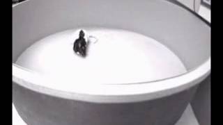PPA Rat Repetitive Behavior