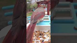 Elegant Female Cardinal Enjoys a Tranquil Snack at the Feeder Backyard Birdwatching #birds #nature