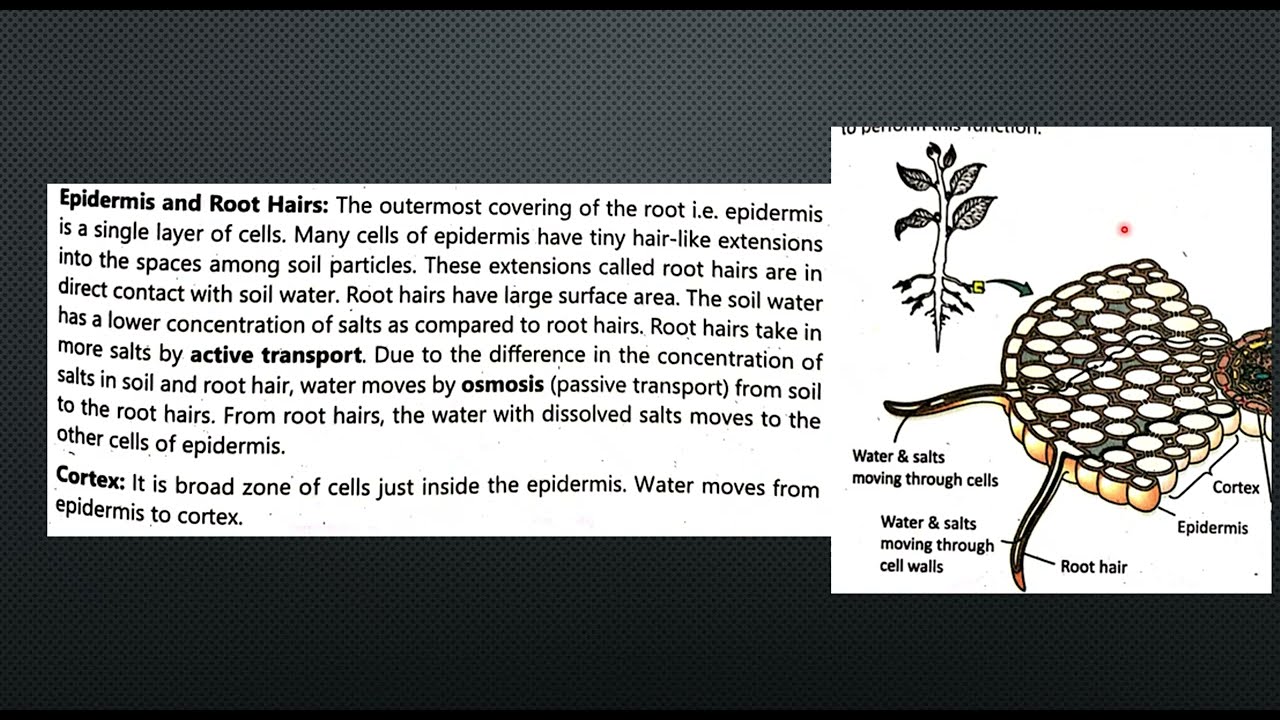 Transport in Plants, Internal Structure of Root and Uptake of Water and Salts| Ch 9| Class 9 new Bio