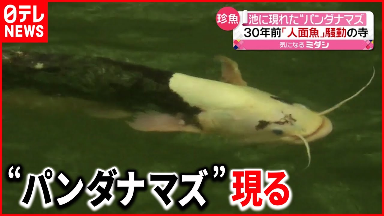 珍しい生物 30年以上前に 人面魚 騒動のお寺 今度は Youtube