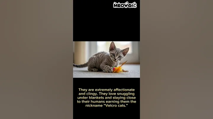 Watch the video about "Adorable Rex Cat 🐾 | Playful & Unique Breed #RexCat #CuteCats #CatShorts #PetLovers"