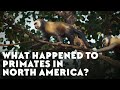 What Happened To Primates In North America?