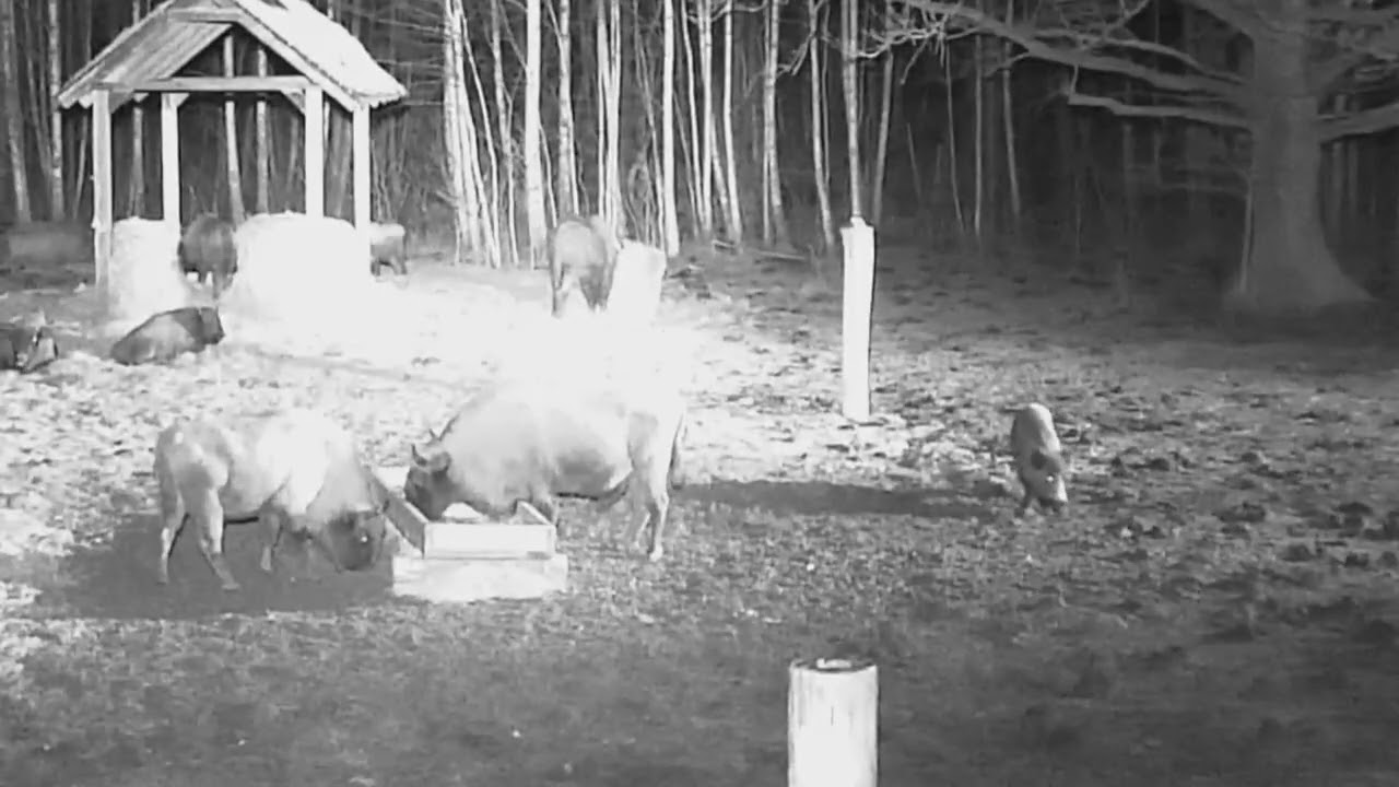 Żubry, lis i dzik dzisiaj wieczorem na polanie 05.03.2026 r