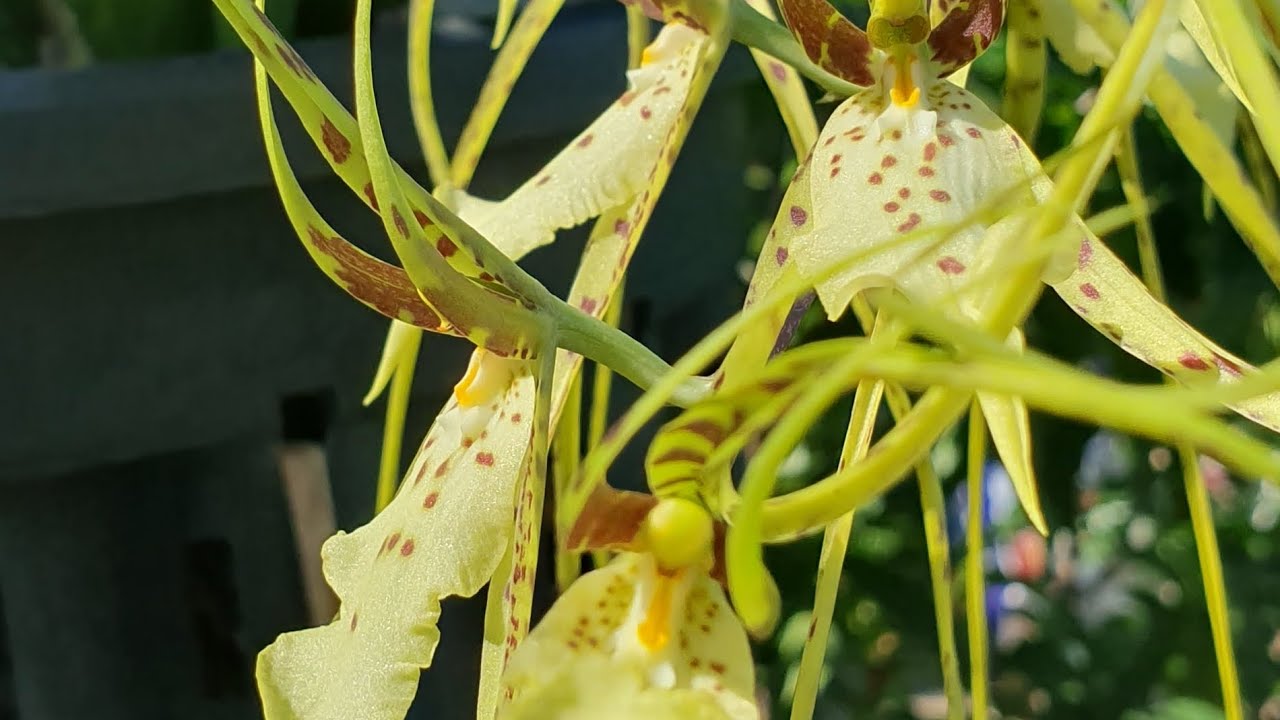 9.2.26 . Úc châu buổi sáng ra vườn có nhiều hoa lan nở đẹp 💜