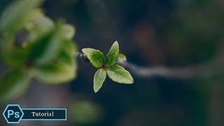 How To Edit Macro Photography in Photoshop CC | Photoshop Tutorial |  How to Edit Nature Photos screenshot 5
