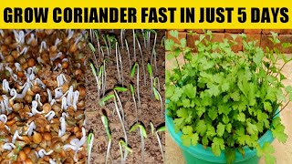 How To Germinate Coriander Fast | In Just 5 Days | Grow Coriander In 5 Days | Coriander | Cilantro