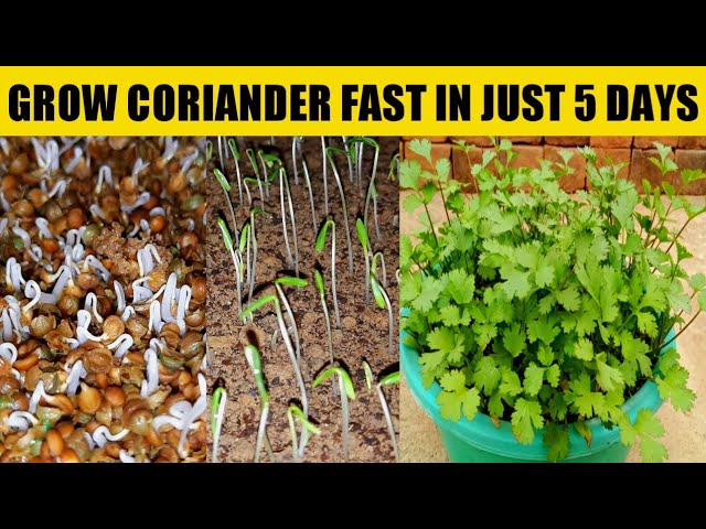 Growing Coriander Seeds