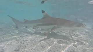 Moorea - Stingrays and Black Tip Tail Sharks April 2026