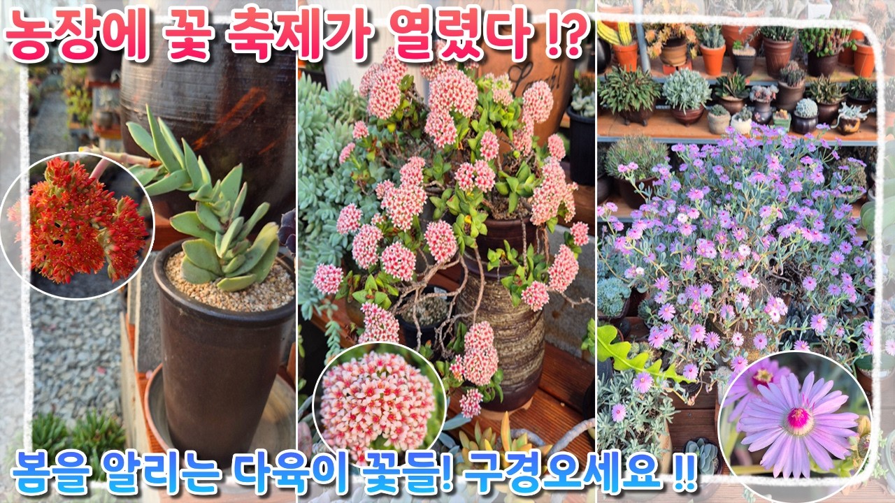 꽃보다이쁜다육 하우스에 봄이 왔어요! 같이 꽃구경 해요~🌵🌸