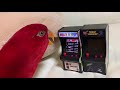 Red birb is happy then destroy