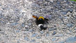 トカゲの糞に来たクマバチ Xylocopa appendiculata circumvolans