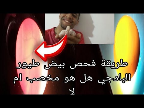 طريقة فحص بيض طيور البادجي هل هو مخصب ام لا 