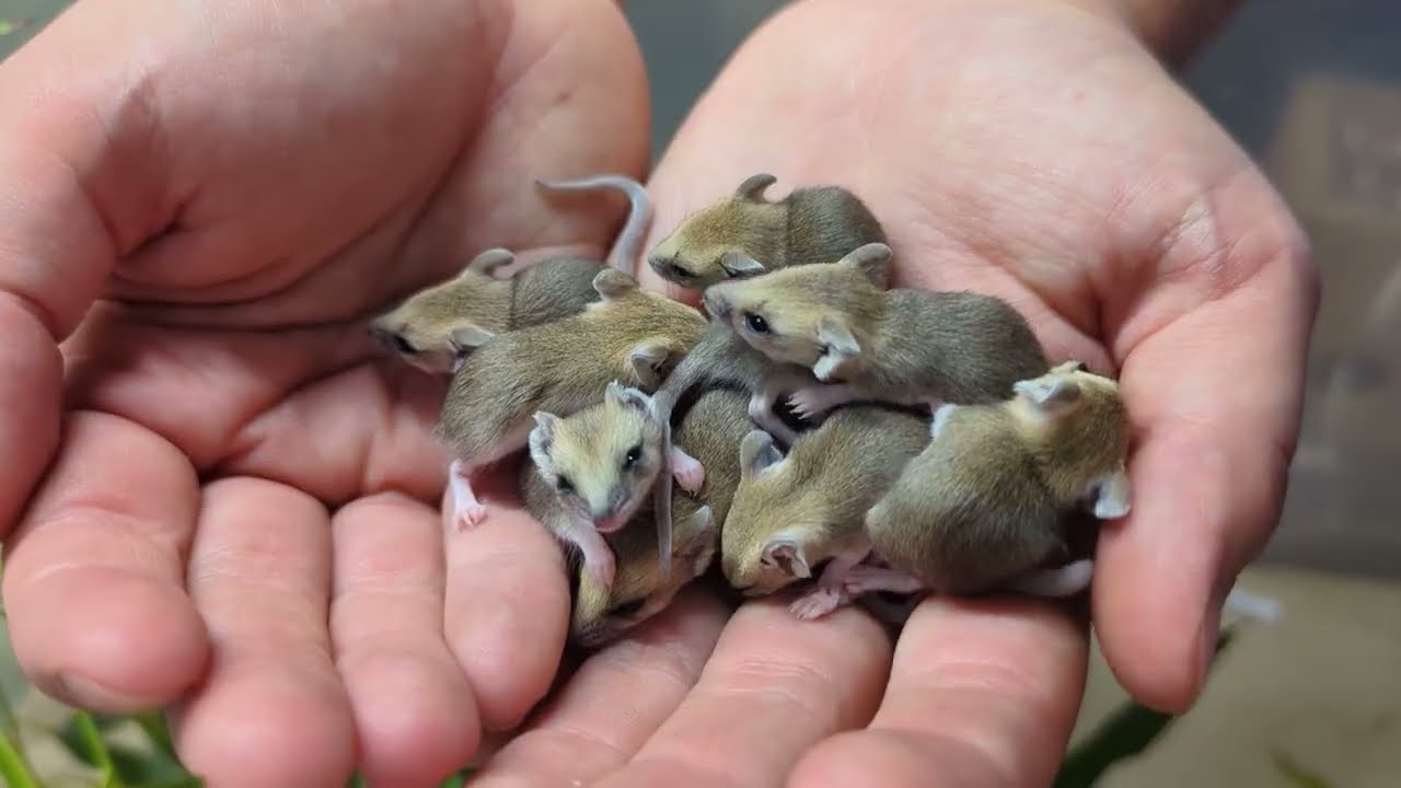 Nine Fat-tailed Dunnart joeys born!