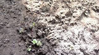 白菜幼苗1041212播種