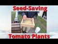 Saving tomato seeds September 26th 2022