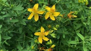 St. John's Wort - Hypericum perforatum Blog #31 LymeCompass.net screenshot 1