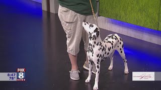 Northeast Ohio to host international dog show