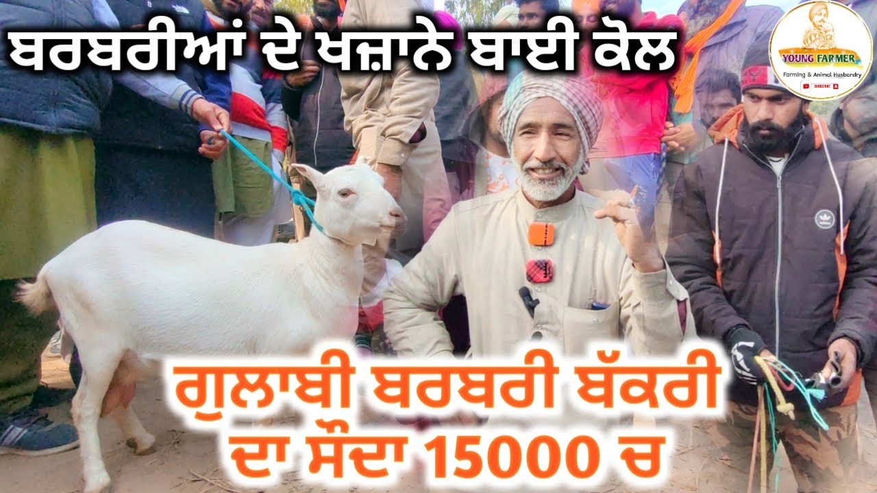 ਬਰਬਰੀਆਂ ਬੱਕਰੀਆਂ ਦੇ ਖਜ਼ਾਨੇ ਮੁੰਡਿਆਂ ਕੋਲ। 15000 ਚ ਵੇਚੀ ਪਿਓਰ ਬਰਬਰੀ ਬੱਕਰੀ ਗੁਲਾਬੀ ਚਮੜੀ ਤੇ। #ਰੁਖਾਲਾਮੰਡੀ