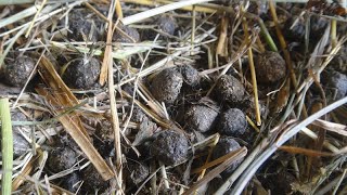 Why Rabbit Poop is SUPER Dangerous