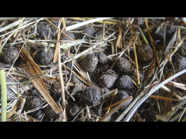 Wild Rabbit Poop Images Rabbit Poop Vs Deer Poop Winter Scat Identification | New York State