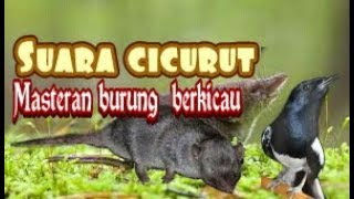 Terbaru audio : masteran burung berkicau untuk semua burung