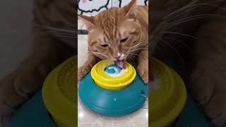 NO thoughts,only LICKS #cat #pets #funny #cute #petlover #kitten #funnycats #robot #animals #cutecat