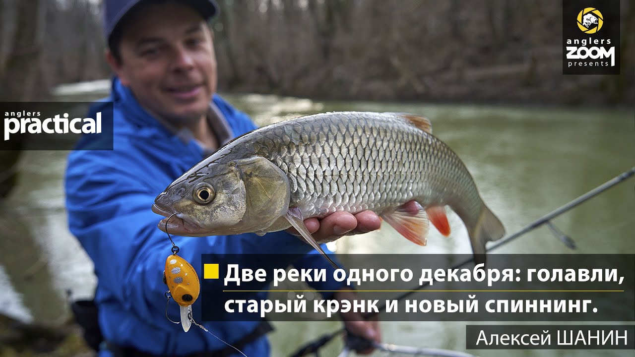 Две реки одного декабря: голавли, старый крэнк и новый спиннинг. Алексей Шанин. Anglers Practical