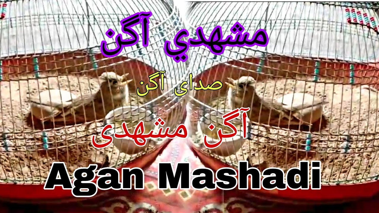 Top Mashadi Agan /Agan Mashadi full Sining/صدای آگن مشهدی ایرانی آواز آگن افغانی Powerfull Agan iran