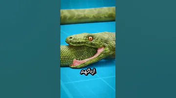 هل تعلم ان الثعابين تاكل ذيولها 